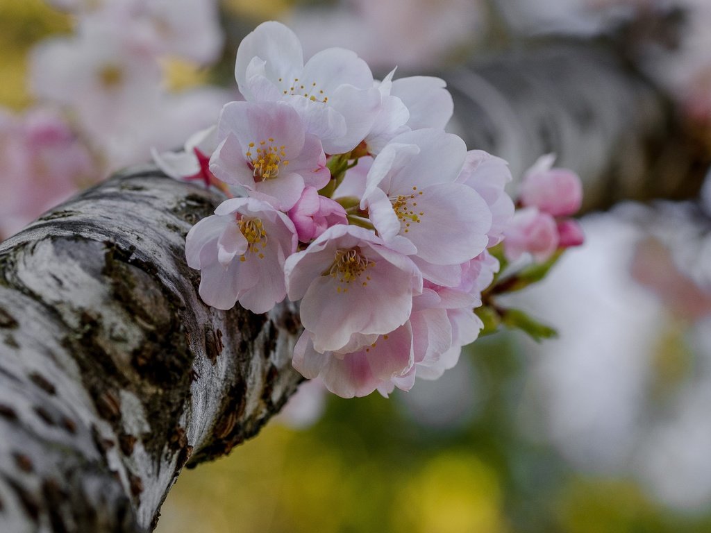 Обои дерево, цветение, макро, весна, вишня, цветки, боке, tree, flowering, macro, spring, cherry, flowers, bokeh разрешение 4757x3151 Загрузить