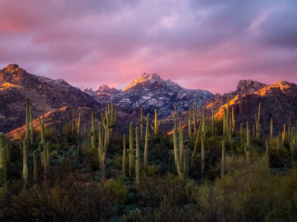 Обои небо, облака, горы, утро, кактусы, the sky, clouds, mountains, morning, cacti разрешение 4956x2788 Загрузить