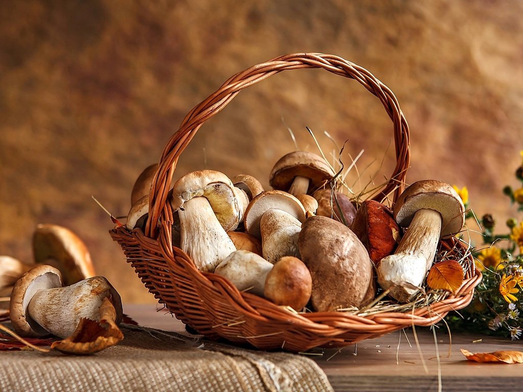Обои цветы, грибы, белый, корзина, шляпки, flowers, mushrooms, white, basket, hats разрешение 1920x1200 Загрузить