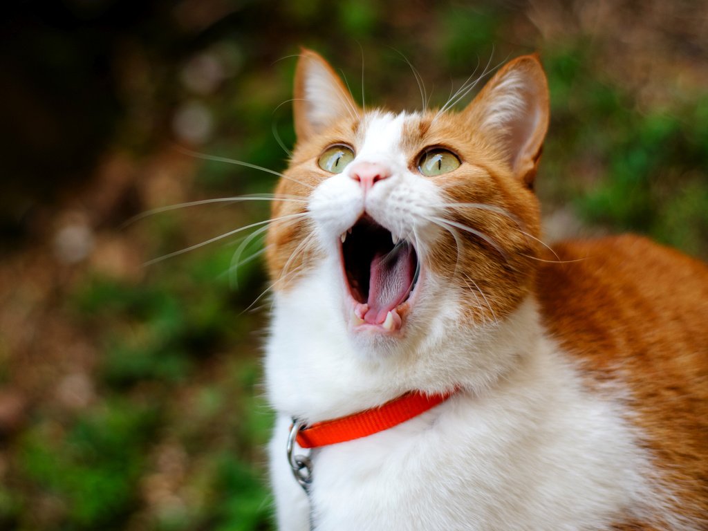 Обои кот, зубы, рыжий, язык, рот, зевает, cat, teeth, red, language, mouth, yawns разрешение 2600x1780 Загрузить