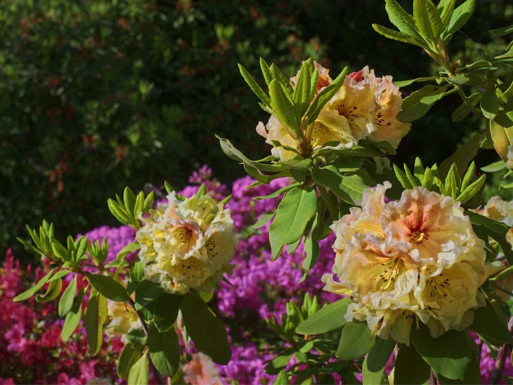 Обои цветы, листья, куст, азалия, рододендрон, flowers, leaves, bush, azalea, rhododendron разрешение 2048x1364 Загрузить