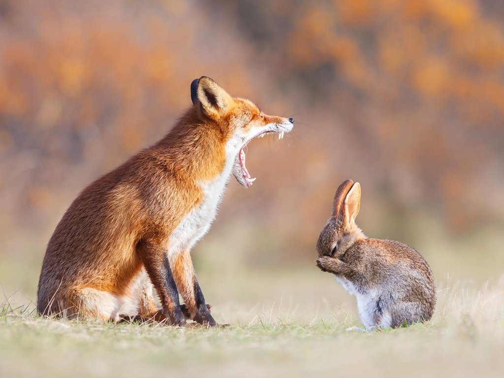 Обои животные, лапы, рыжая, лиса, зубы, уши, пасть, заяц, animals, paws, red, fox, teeth, ears, mouth, hare разрешение 1920x1200 Загрузить