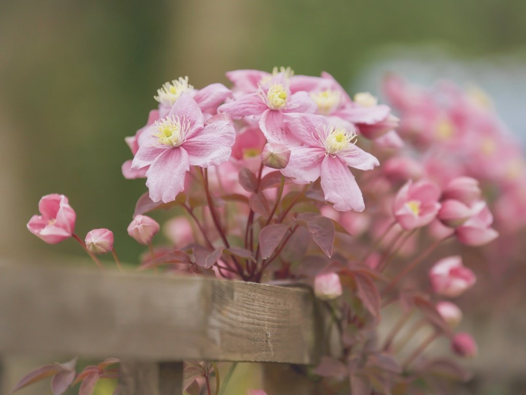 Обои цветы, лепестки, забор, боке, клематис, ломонос, бутончики, flowers, petals, the fence, bokeh, clematis, buds разрешение 2400x1600 Загрузить