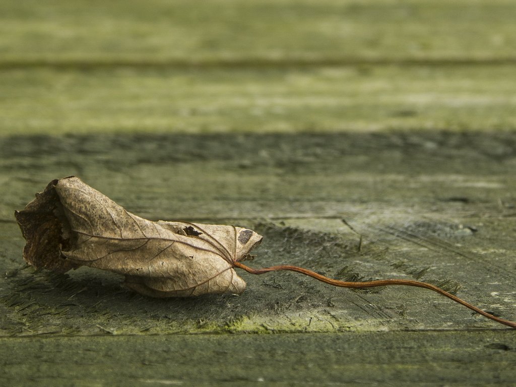 Обои природа, фон, лист, клен, опавший, сухой, nature, background, sheet, maple, fallen, dry разрешение 3000x2000 Загрузить