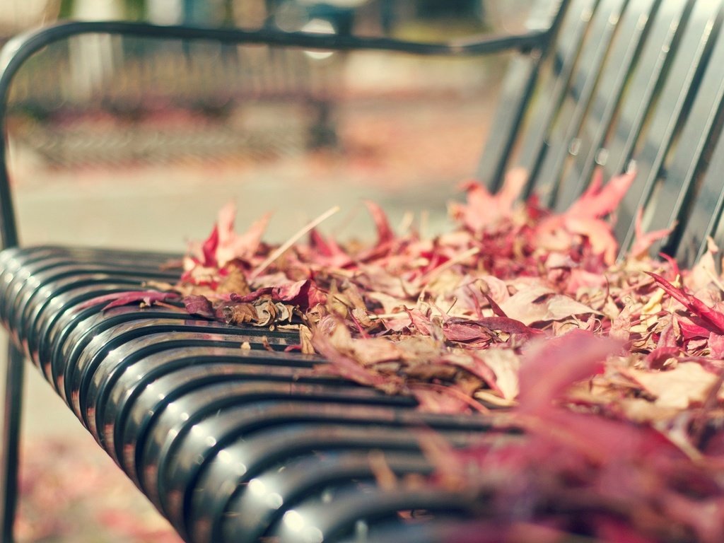 Обои листья, макро, осень, скамейка, листопад, leaves, macro, autumn, bench, falling leaves разрешение 1920x1200 Загрузить