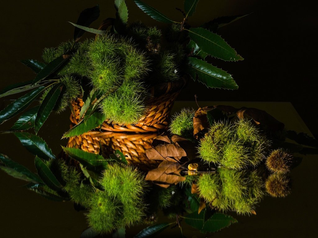 Обои зелень, листья, отражение, черный фон, натюрморт, каштан, greens, leaves, reflection, black background, still life, chestnut разрешение 2048x1401 Загрузить