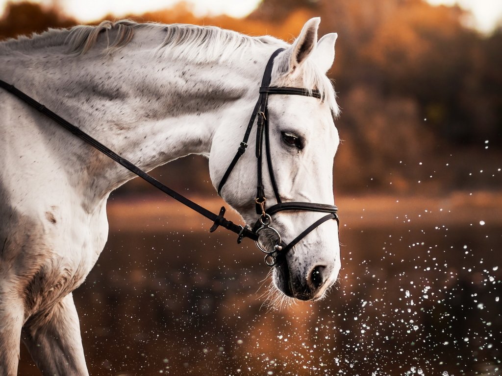 Обои лошадь, природа, брызги, профиль, конь, белая, horse, nature, squirt, profile, white разрешение 2560x1707 Загрузить