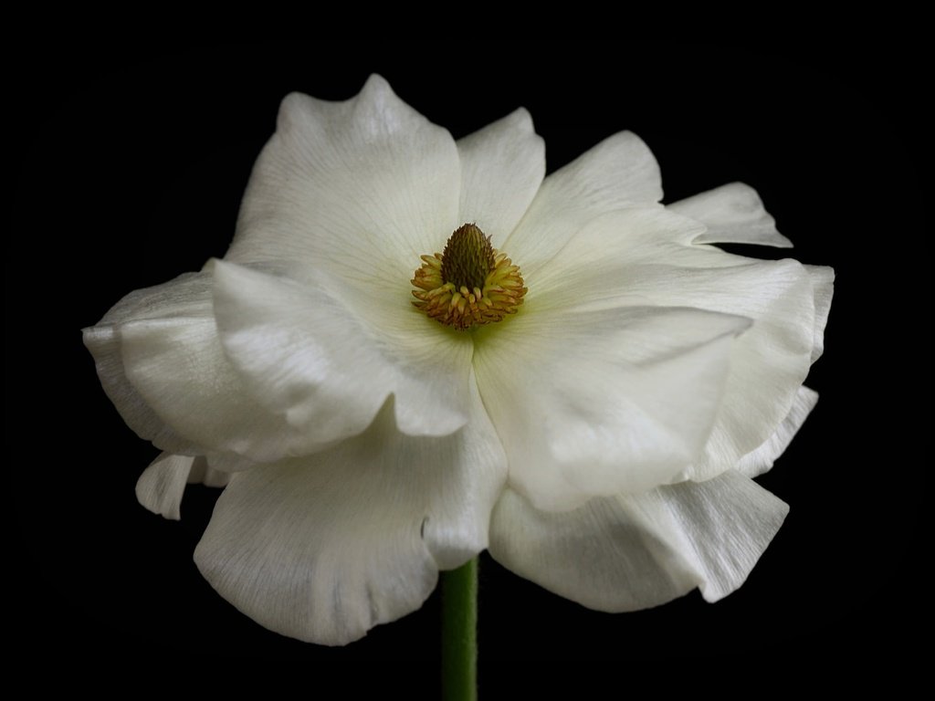 Обои макро, фон, цветок, лепестки, белый, ранункулюс, лютик, macro, background, flower, petals, white, ranunculus, buttercup разрешение 2048x1383 Загрузить