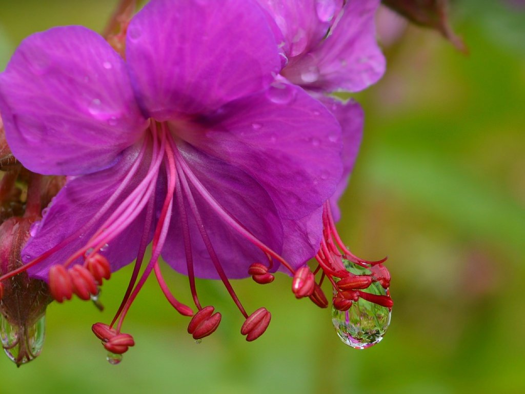 Обои цветы, макро, капли, фиолетовый цветок, герань, flowers, macro, drops, purple flower, geranium разрешение 3000x1864 Загрузить