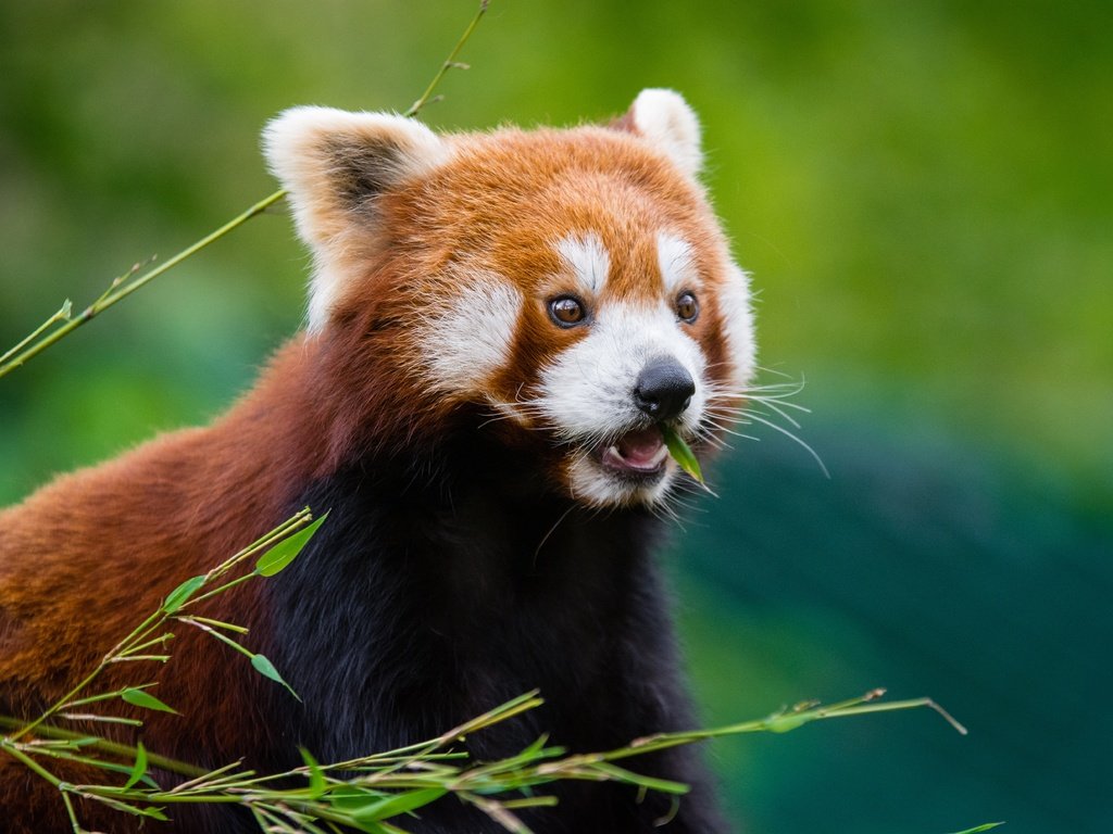 Обои мордочка, шерсть, красная панда, малая панда, muzzle, wool, red panda разрешение 6000x4000 Загрузить