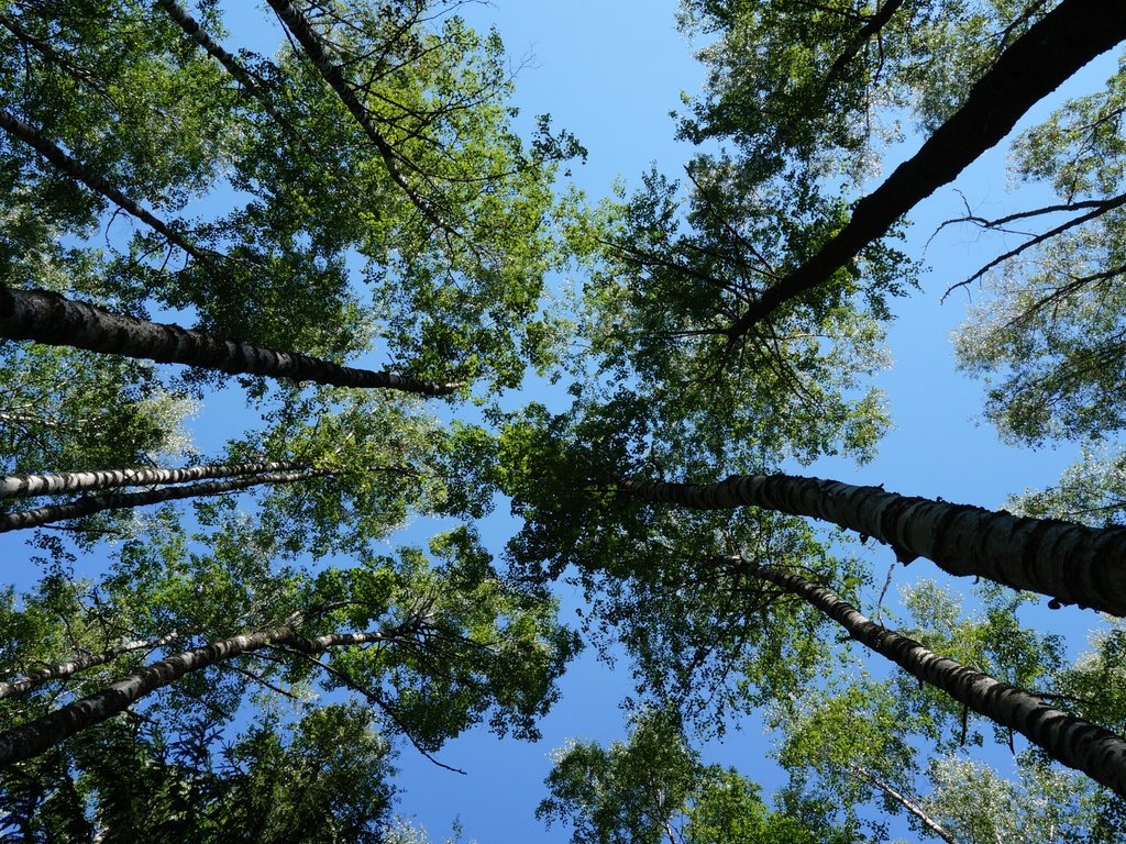 Обои небо, деревья, листья, ветки, стволы, голубое небо, the sky, trees, leaves, branches, trunks, blue sky разрешение 5456x3064 Загрузить