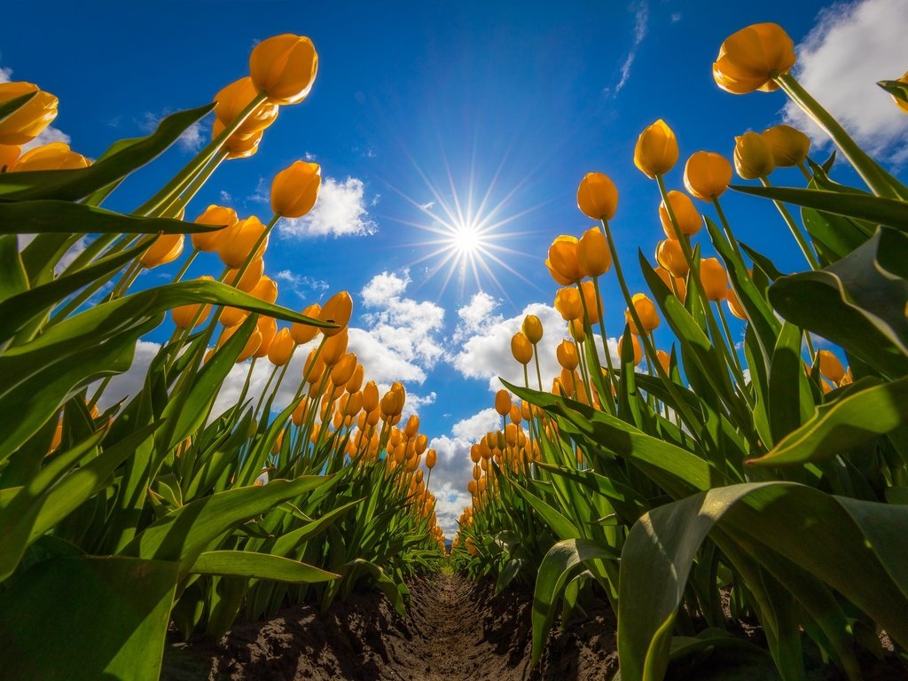 Обои небо, цветы, облака, поле, тюльпаны, жёлтые тюльпаны, the sky, flowers, clouds, field, tulips, yellow tulips разрешение 2048x1365 Загрузить