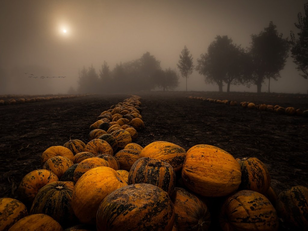 Обои ночь, деревья, туман, поле, урожай, тыквы, night, trees, fog, field, harvest, pumpkin разрешение 2048x1367 Загрузить