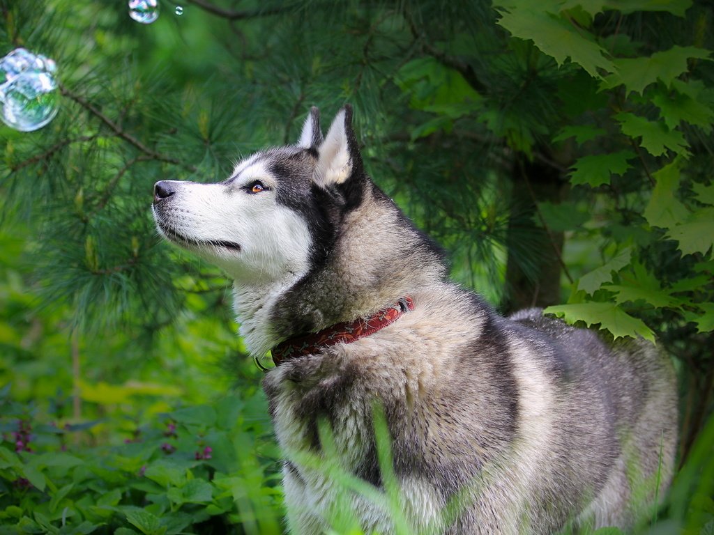 Обои природа, лес, лето, собака, хаски, ошейник, nature, forest, summer, dog, husky, collar разрешение 2560x1600 Загрузить