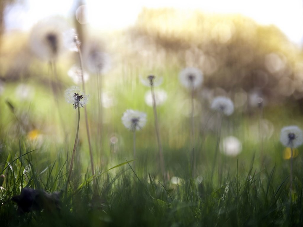 Обои цветы, трава, природа, весна, одуванчики, flowers, grass, nature, spring, dandelions разрешение 2560x1707 Загрузить