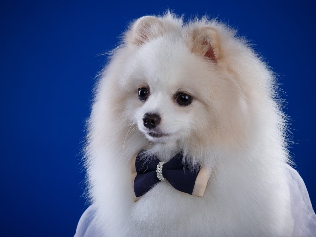 Обои пушистый, белый, собака, щенок, бантик, шпиц, fluffy, white, dog, puppy, bow, spitz разрешение 3600x2313 Загрузить