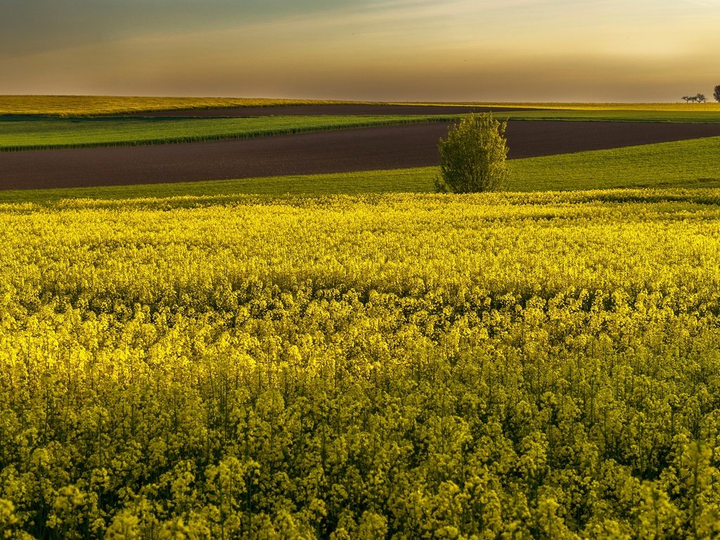 Обои цветы, поля, горизонт, желтые, рапс, flowers, field, horizon, yellow, rape разрешение 3000x2000 Загрузить