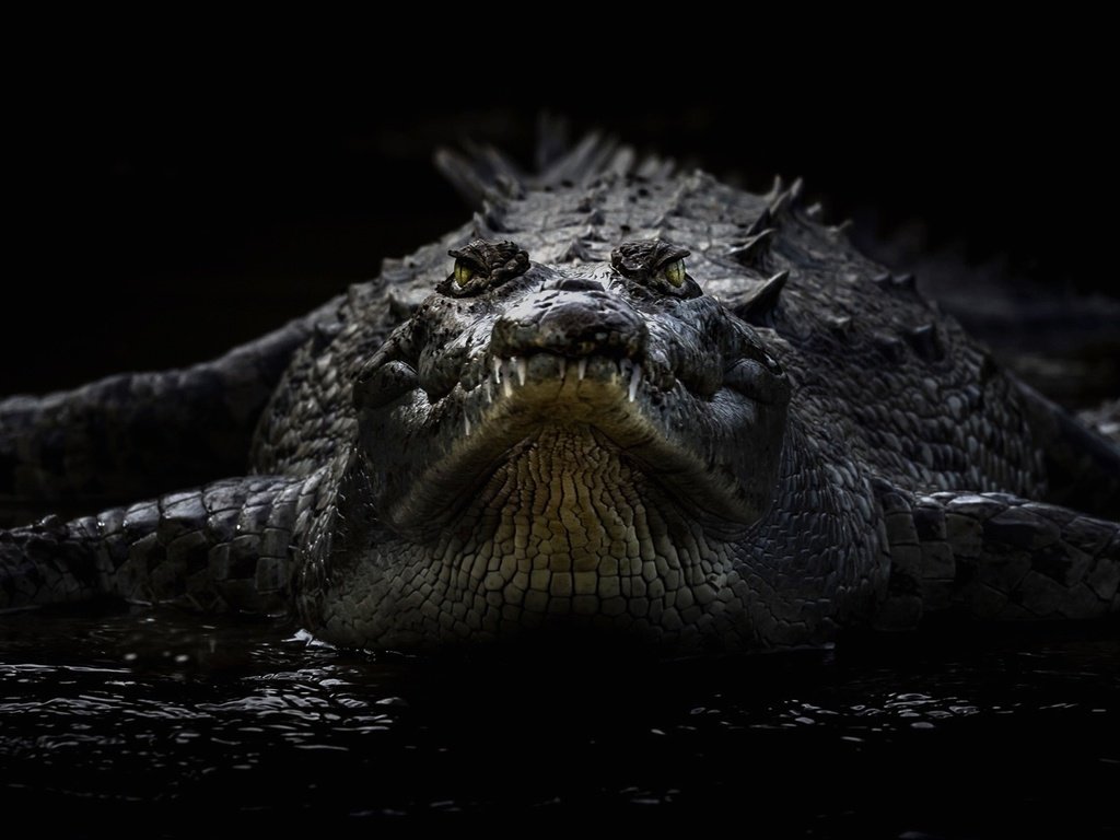 Обои черный фон, крокодил, рептилия, пресмыкающееся, острорылый крокодил, black background, crocodile, reptile, american crocodile разрешение 1920x1102 Загрузить