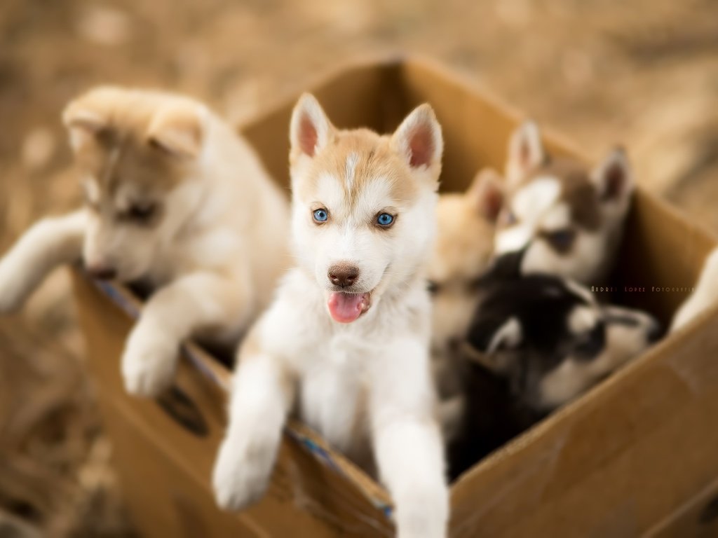 Обои хаски, щенки, собаки, ящик, andrés lópez, husky, puppies, dogs, box разрешение 3000x2003 Загрузить