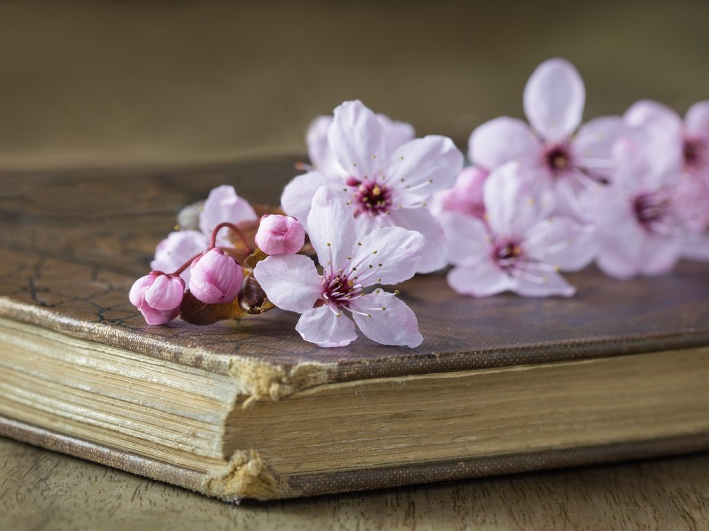 Обои стиль, вишня, книга, цветки, style, cherry, book, flowers разрешение 5493x3652 Загрузить