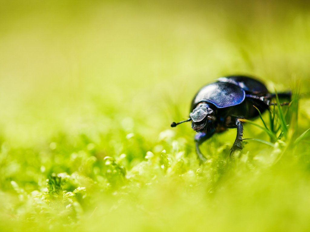 Обои трава, природа, жук, насекомое, усы, лето, размытость, лапки, grass, nature, beetle, insect, mustache, summer, blur, legs разрешение 2048x1365 Загрузить