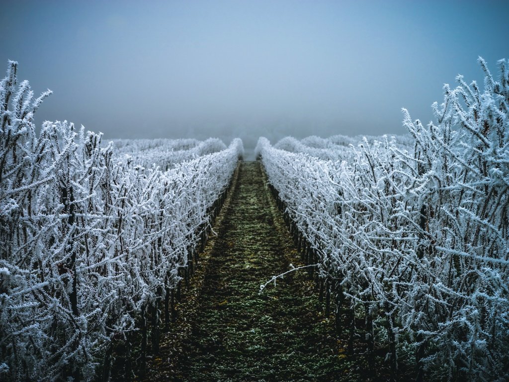 Обои вечер, зима, иней, виноградник, christalentfre, the evening, winter, frost, vineyard разрешение 2560x1707 Загрузить