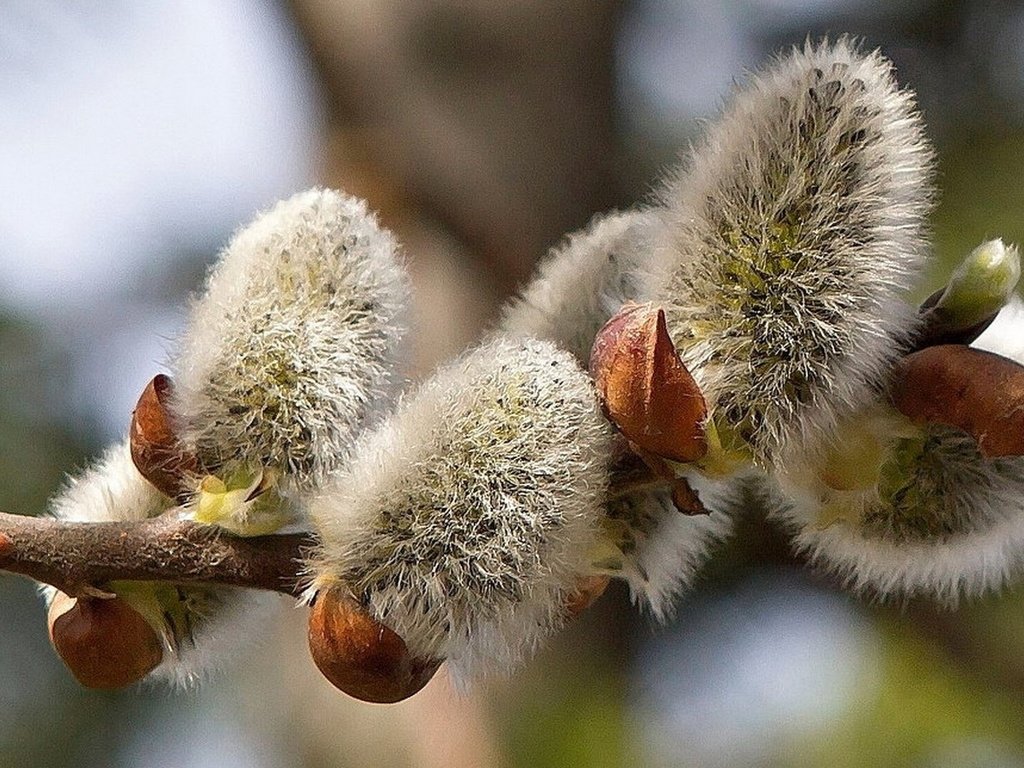 Обои ветка, природа, фон, размытость, весна, верба, branch, nature, background, blur, spring, verba разрешение 1920x1080 Загрузить