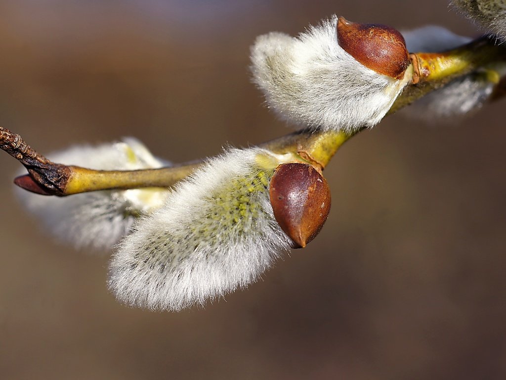 Обои ветка, природа, фон, весна, верба, branch, nature, background, spring, verba разрешение 2448x1624 Загрузить