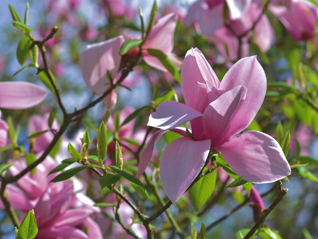 Обои цветение, ветки, весна, розовая, магнолия, flowering, branches, spring, pink, magnolia разрешение 2048x1367 Загрузить