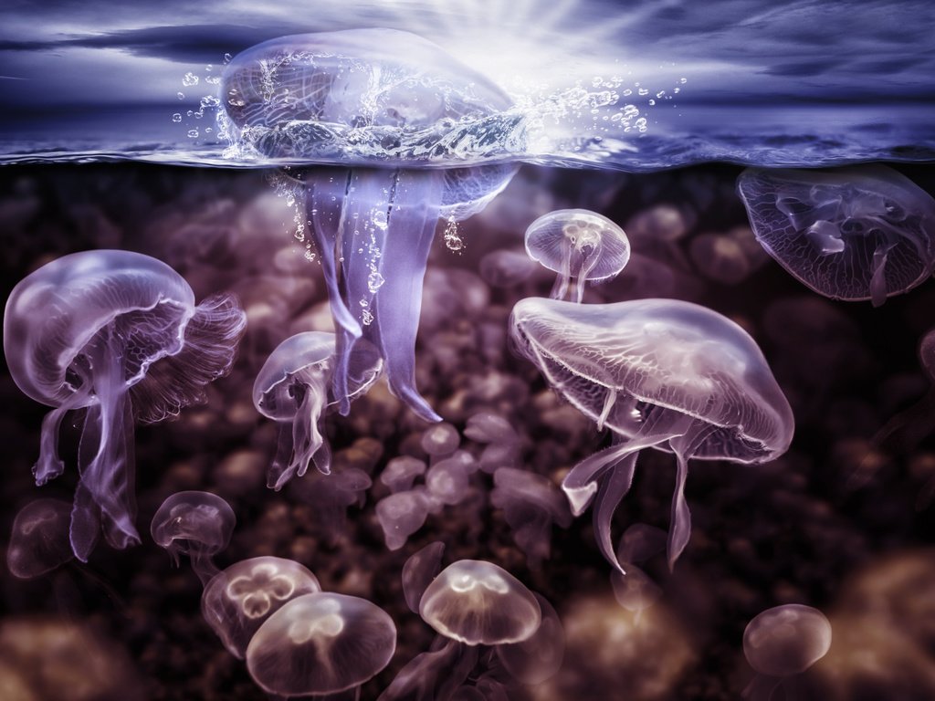 Обои вода, всплеск, медузы, подводный мир, щупальцы, water, splash, jellyfish, underwater world, the tentacles разрешение 2000x1429 Загрузить