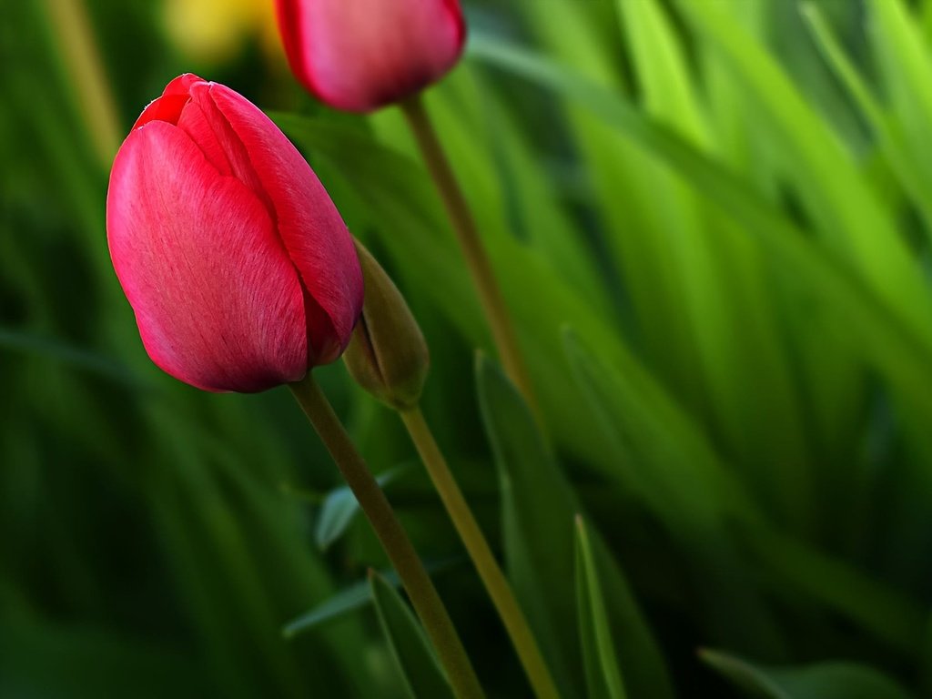 Обои цветы, зелень, бутон, весна, тюльпан, flowers, greens, bud, spring, tulip разрешение 2000x1231 Загрузить