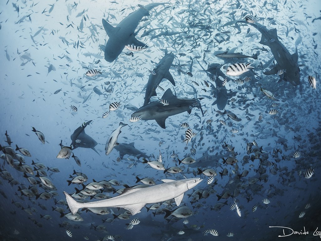 Обои море, рыбы, океан, акула, подводный мир, акулы, davide lopresti, sea, fish, the ocean, shark, underwater world, sharks разрешение 2000x1335 Загрузить