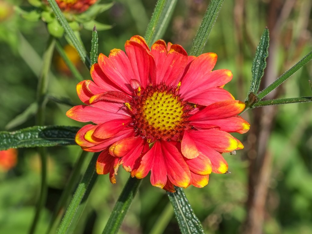 Обои природа, фон, цветок, лепестки, гайлардия, gaillardia, nature, background, flower, petals, gaylardiya разрешение 4896x3264 Загрузить