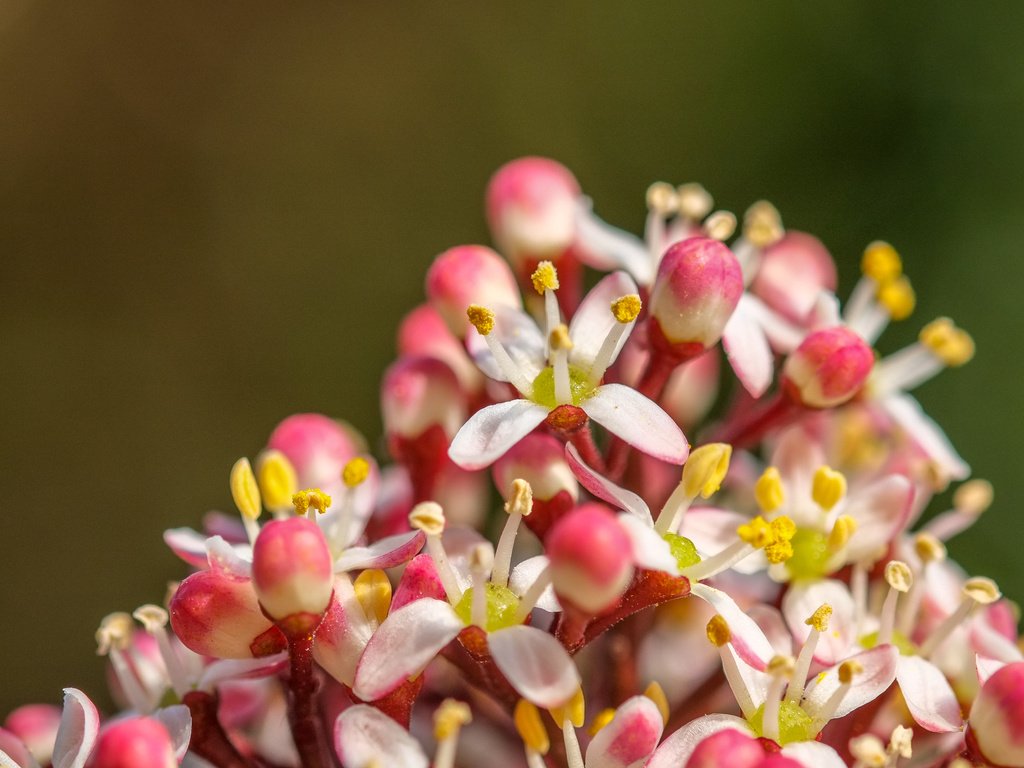 Обои природа, цветение, фон, весна, соцветие, jazzmatica, nature, flowering, background, spring, inflorescence разрешение 4896x2760 Загрузить