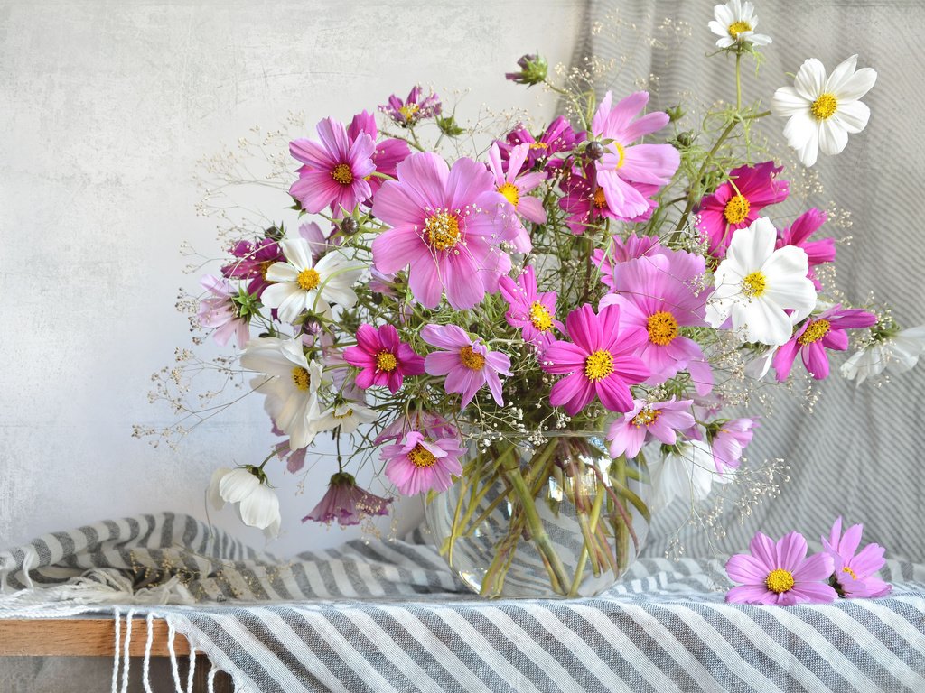 Обои цветы, лето, букет, ваза, шарф, космея, flowers, summer, bouquet, vase, scarf, kosmeya разрешение 2560x1741 Загрузить