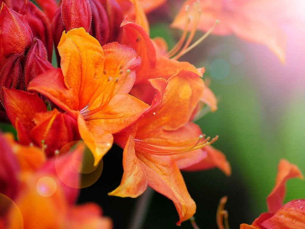 Обои цветы, макро, боке, азалия, рододендрон, flowers, macro, bokeh, azalea, rhododendron разрешение 2048x1360 Загрузить