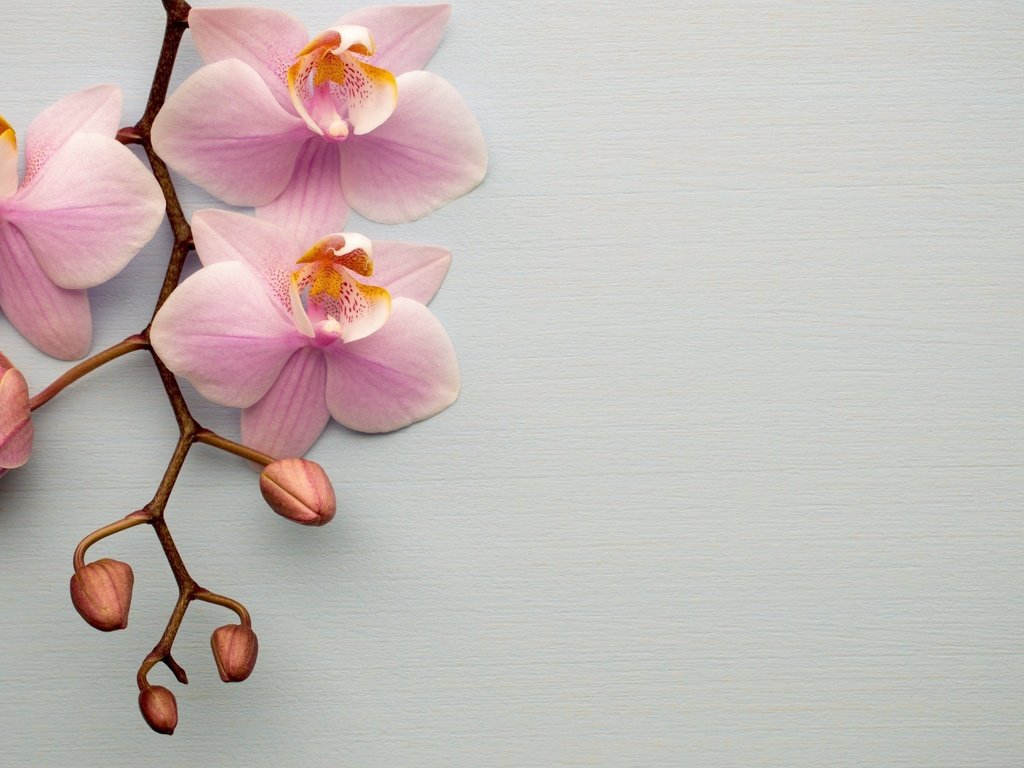 Обои цветы, ветка, розовые, орхидеи, flowers, branch, pink, orchids разрешение 2560x1571 Загрузить