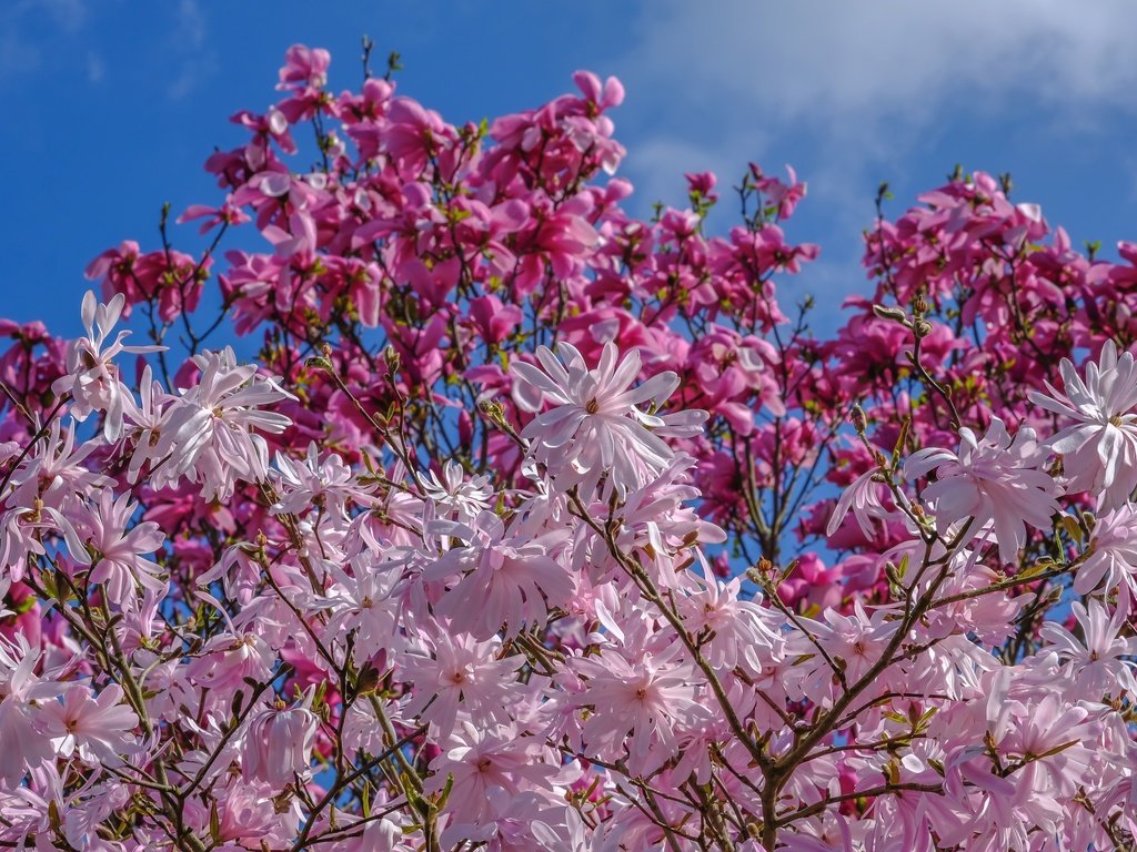 Обои небо, деревья, цветение, весна, магнолия, jazzmatica, the sky, trees, flowering, spring, magnolia разрешение 3000x1948 Загрузить