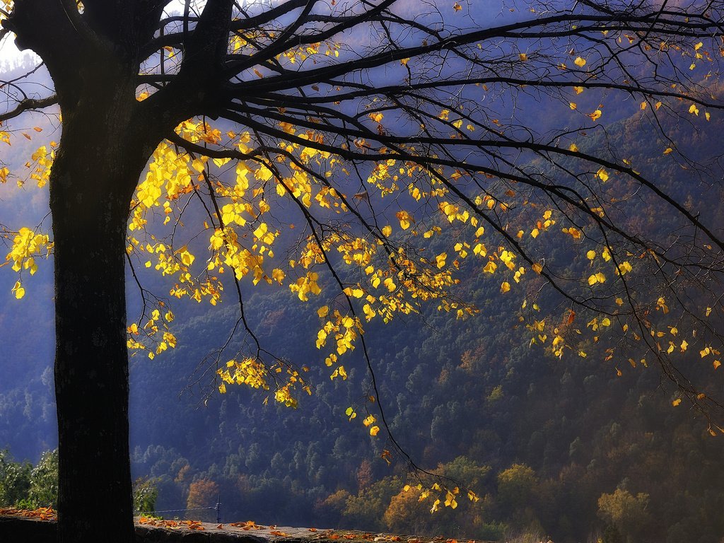 Обои горы, дерево, лес, листья, ветви, осень, желтые, mountains, tree, forest, leaves, branch, autumn, yellow разрешение 2048x1363 Загрузить