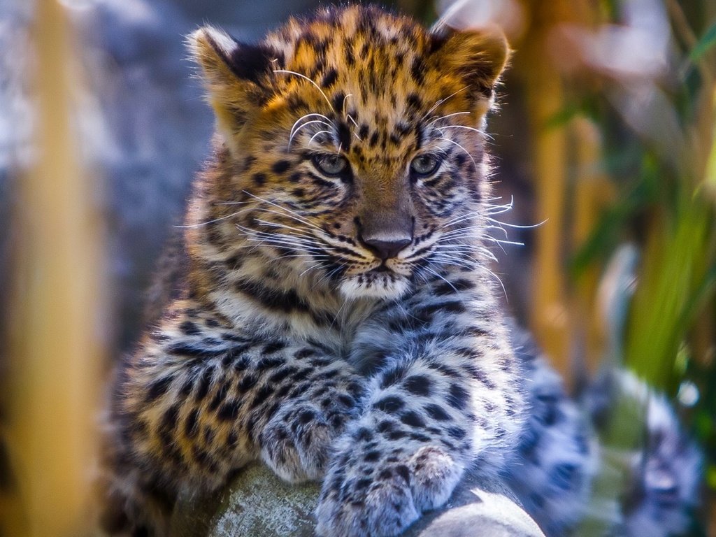 Обои глаза, мордочка, взгляд, леопард, детеныш, eyes, muzzle, look, leopard, cub разрешение 1920x1080 Загрузить