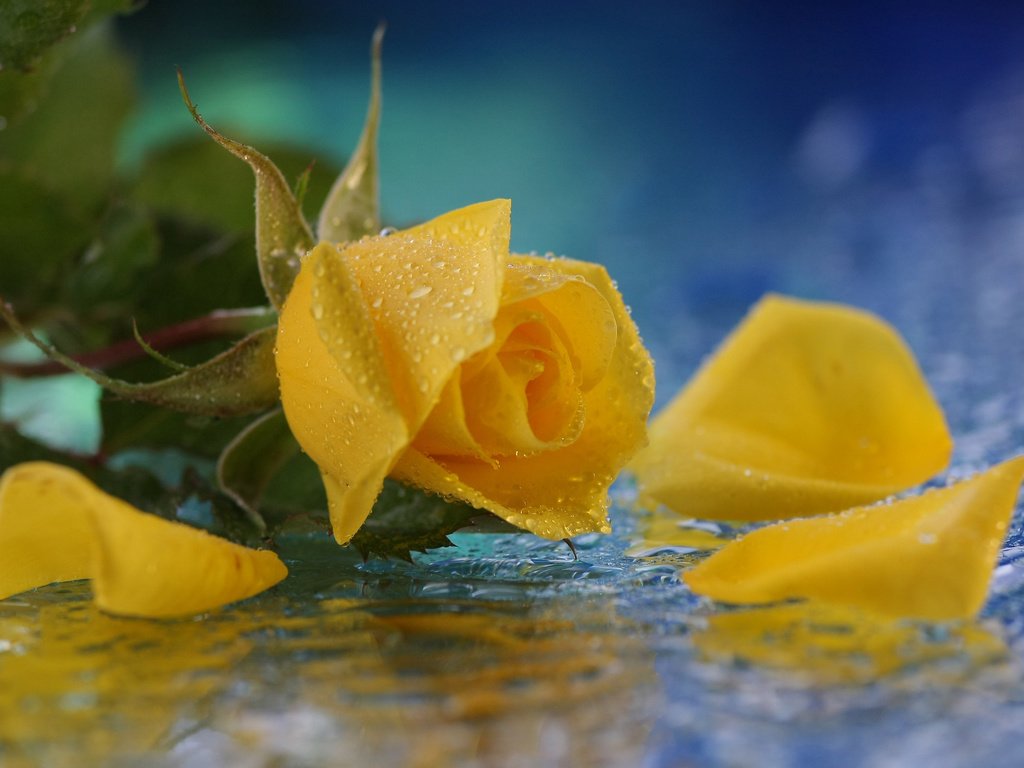 Обои желтый, листья, цветок, капли, роза, лепестки, yellow, leaves, flower, drops, rose, petals разрешение 3667x2153 Загрузить