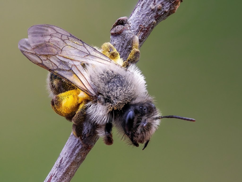 Обои природа, макро, насекомое, фон, крылья, усики, пчела, nature, macro, insect, background, wings, antennae, bee разрешение 2048x1365 Загрузить