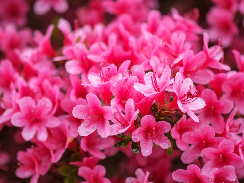 Обои цветы, розовые, азалия, рододендрон, flowers, pink, azalea, rhododendron разрешение 4896x2760 Загрузить