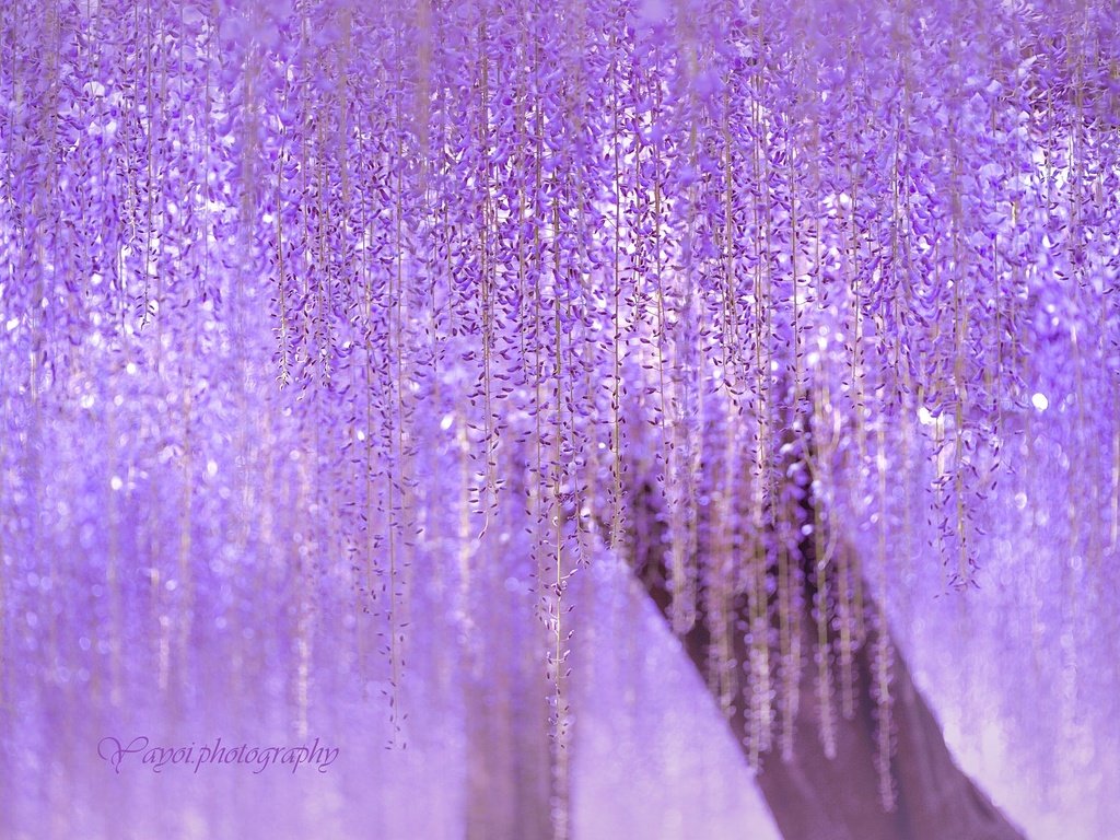 Обои дерево, цветение, ветки, японии, сиреневая, глициния, tree, flowering, branches, japan, lilac, wisteria разрешение 2000x1368 Загрузить