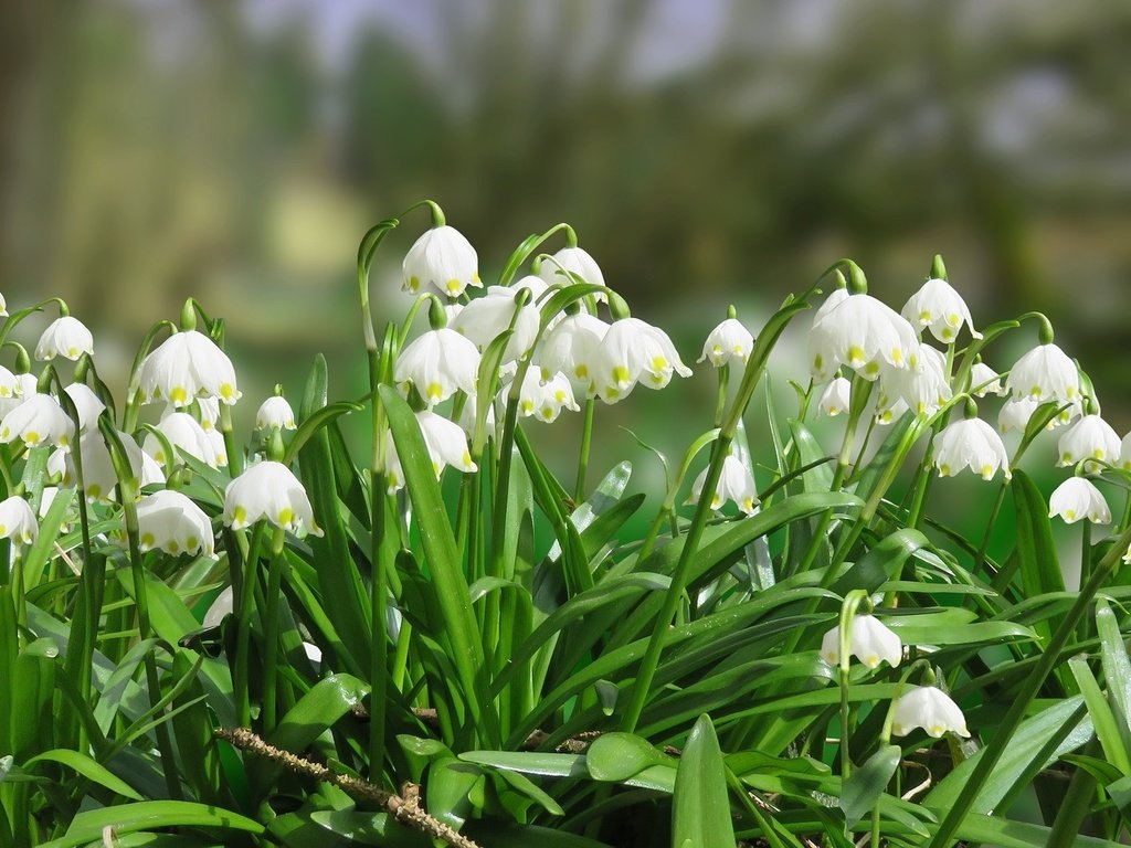 Обои цветы, листья, весна, белоцветник, flowers, leaves, spring, snowflake разрешение 1920x1178 Загрузить