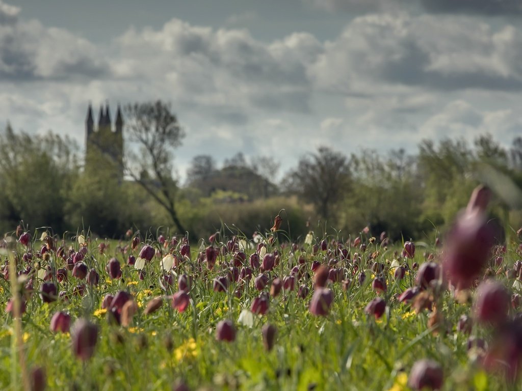 Обои небо, цветы, облака, деревья, поле, лето, замок, the sky, flowers, clouds, trees, field, summer, castle разрешение 2000x1180 Загрузить