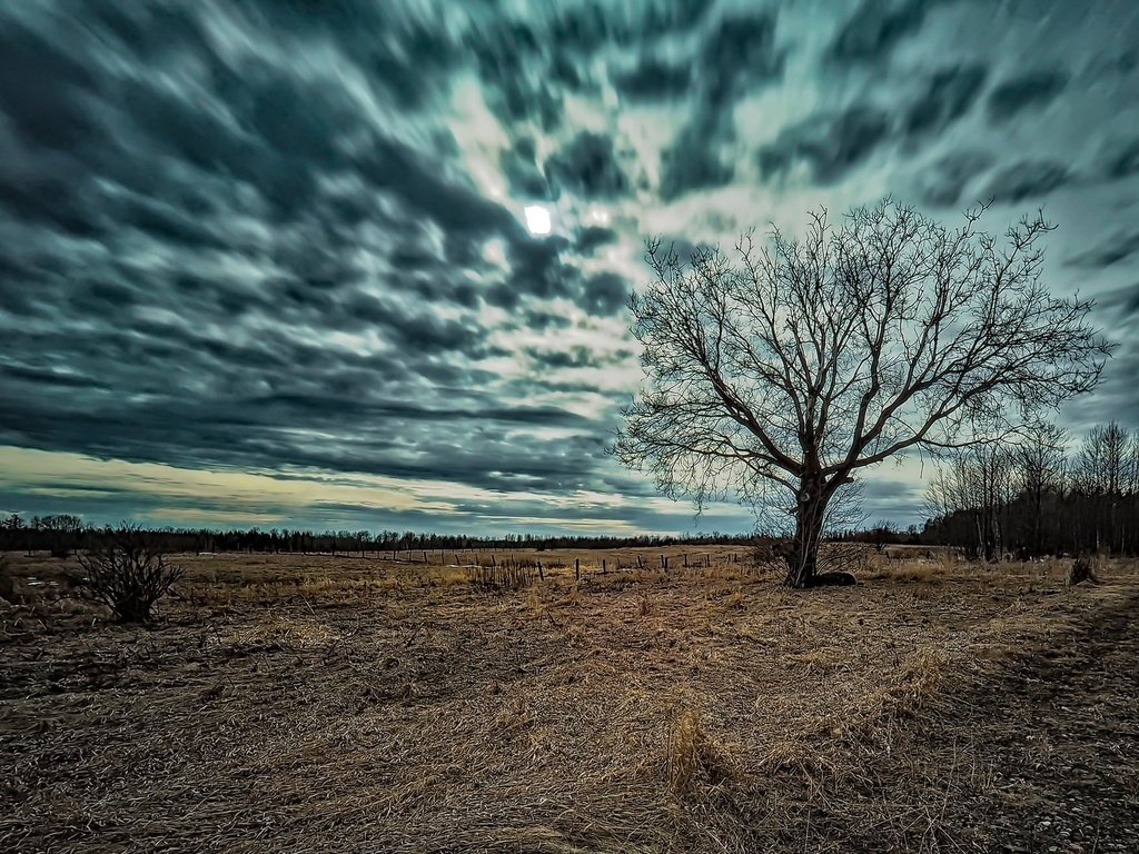 Обои небо, природа, дерево, фон, поле, the sky, nature, tree, background, field разрешение 2048x1304 Загрузить