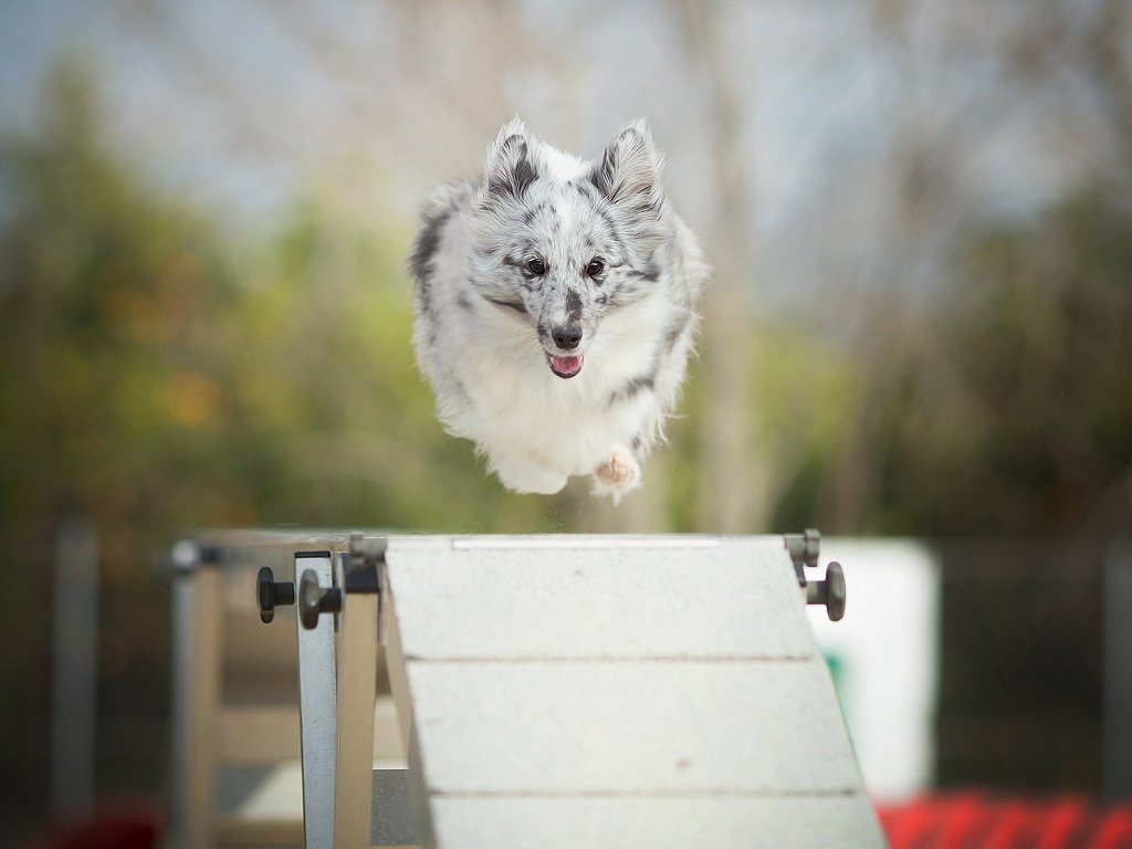 Обои собака, прыжок, alicja zmysłowska, барьер, dog, jump, barrier разрешение 2048x1365 Загрузить