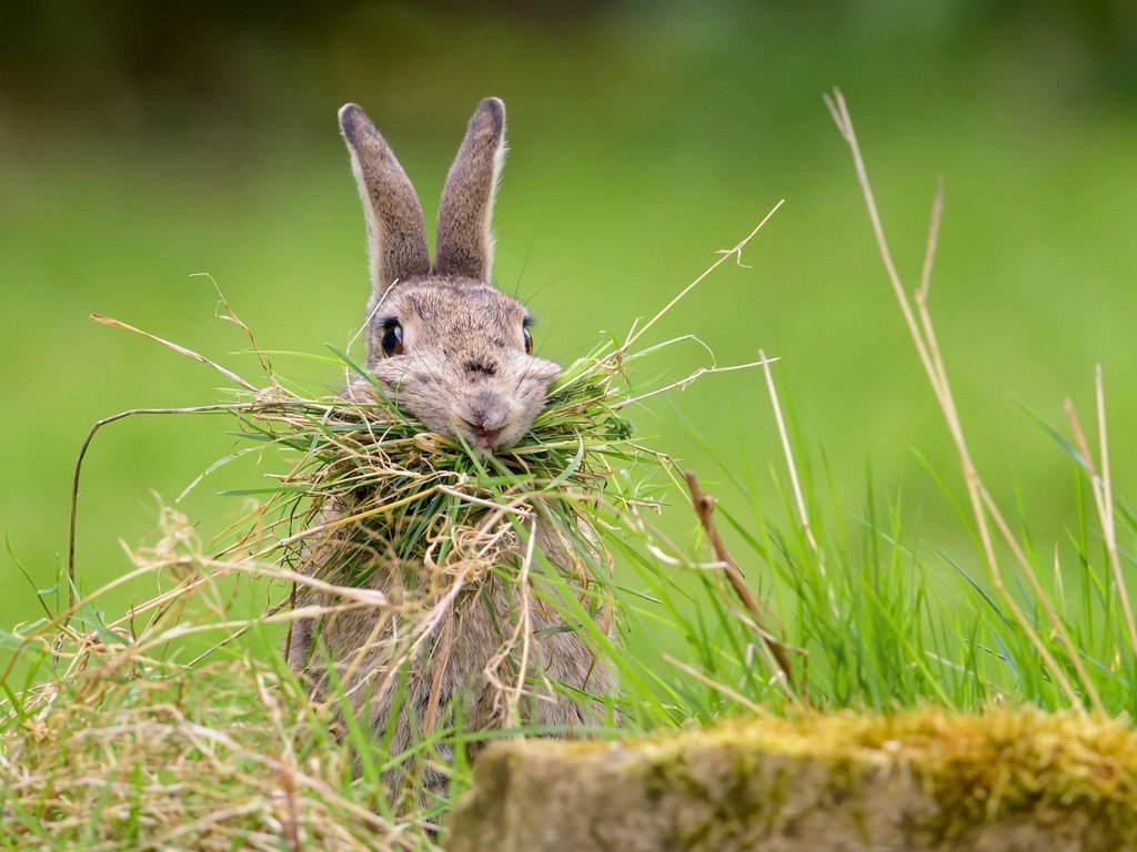 Обои трава, природа, фон, кролик, заяц, nesting rabbit, grass, nature, background, rabbit, hare разрешение 2048x1367 Загрузить