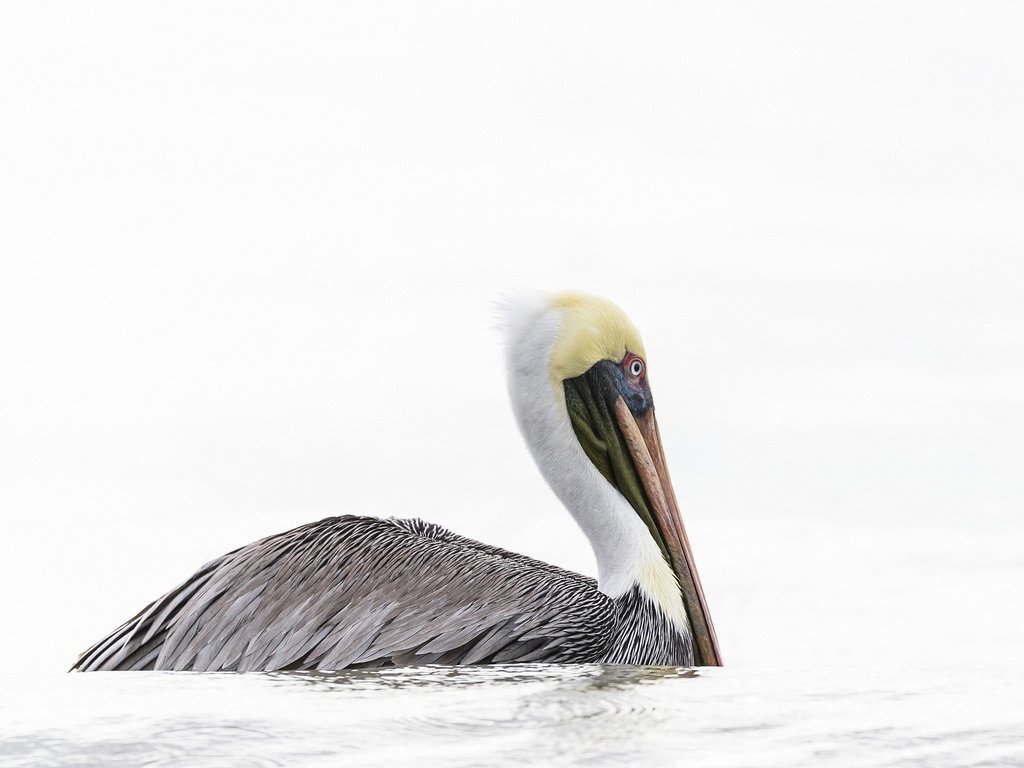 Обои вода, птица, клюв, пеликан, water, bird, beak, pelican разрешение 2048x1281 Загрузить